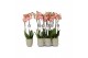 Phalaenopsis anthura ravello 2 tak - 18+ bloemen groen keramiek 