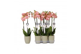 Phalaenopsis anthura ravello 2 tak - 18+ bloemen groen keramiek
