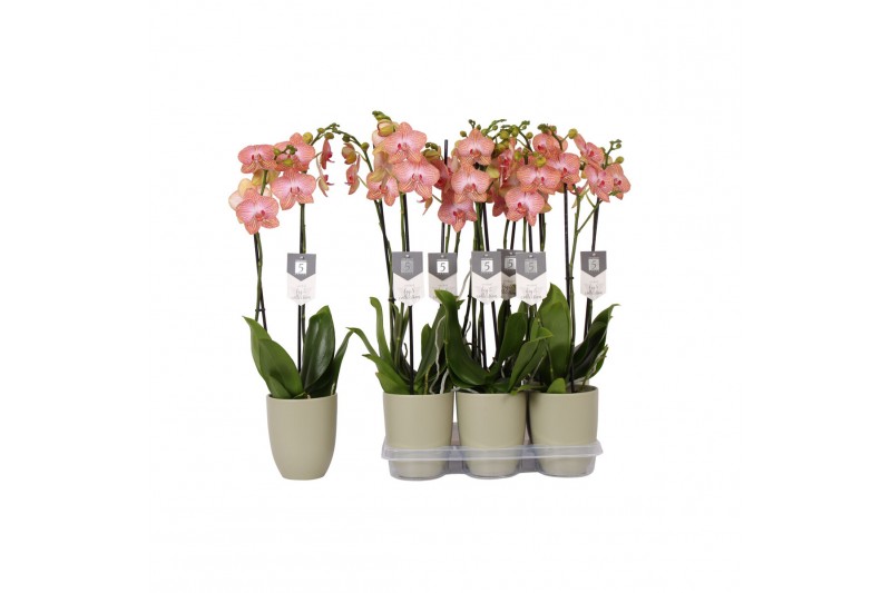 Phalaenopsis anthura ravello 2 tak - 18+ bloemen groen keramiek 