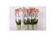 Phalaenopsis anthura ravello 2 tak - 18+ bloemen groen keramiek 