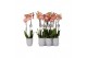 Phalaenopsis anthura ravello 2 tak - 18+ bloemen grijs keramiek 