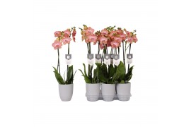 Phalaenopsis anthura ravello 2 tak - 18+ bloemen grijs keramiek