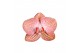 Phalaenopsis anthura ravello 2 tak - 18+ bloemen grijs keramiek 