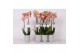 Phalaenopsis anthura ravello 2 tak - 18+ bloemen grijs keramiek 