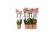 Phalaenopsis anthura ravello 2 tak - 18+ bloemen oranje keramiek 