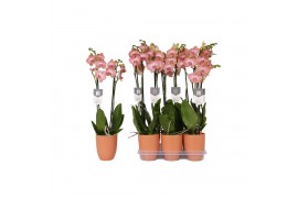 Phalaenopsis anthura ravello 2 tak - 18+ bloemen oranje keramiek