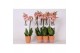 Phalaenopsis anthura ravello 2 tak - 18+ bloemen oranje keramiek 