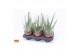 Aloe vera story rocks 6gts + blanco hoes 