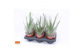 Aloe vera story rocks 6gts + blanco hoes