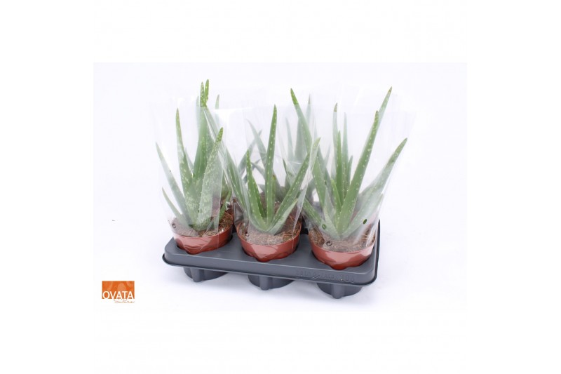 Aloe vera story rocks 6gts + blanco hoes 