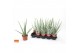 Aloe vera story rocks 8gts + blanco hoes 