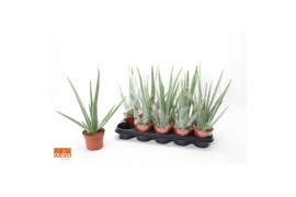 Aloe vera story rocks 8gts + blanco hoes