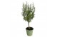 Rosmarinus officinalis op stam 