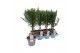 Rosmarinus officinalis op stam 
