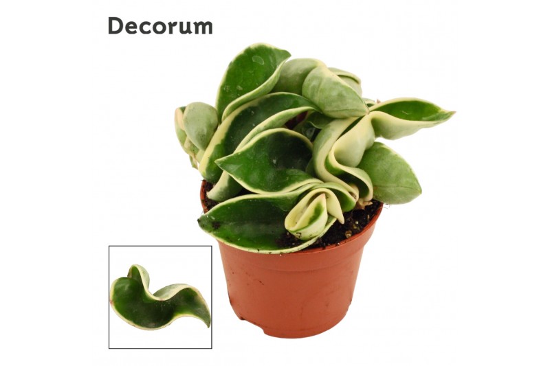 Hoya carnosa compacta variegata decorum Hoya carnosa compacta variegata decorum