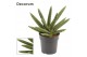 Sansevieria cylindrica double boncellensis decorum 