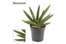 Sansevieria cylindrica double boncellensis decorum