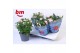 Rosa baby jewel roze - patio 