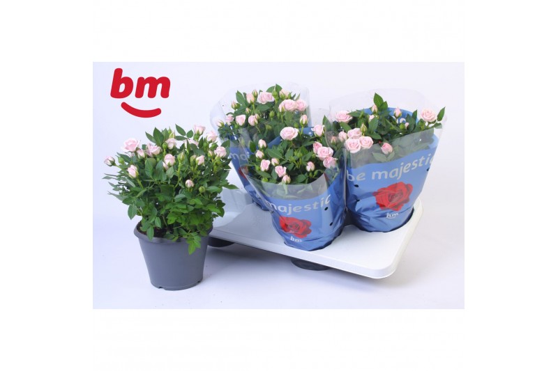 Rosa baby jewel roze - patio 