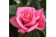Rosa sparkling jewel sparkling + patio 