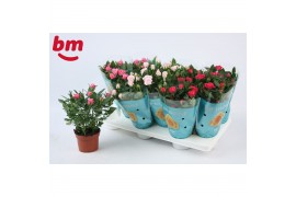 Rosa beau monde mix seizoensmix