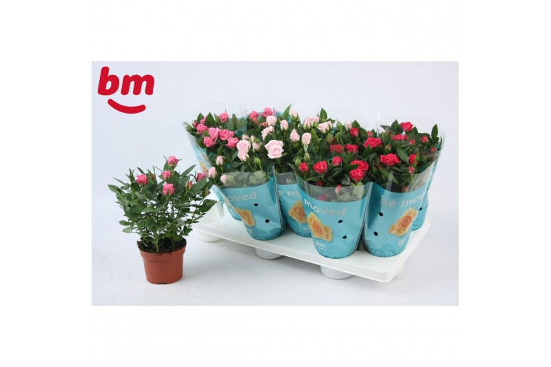 Rosa beau monde mix seizoensmix 