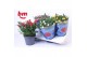 Rosa beau monde mix gemengd + patio 