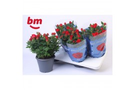 Rosa hot jewel rood + patio