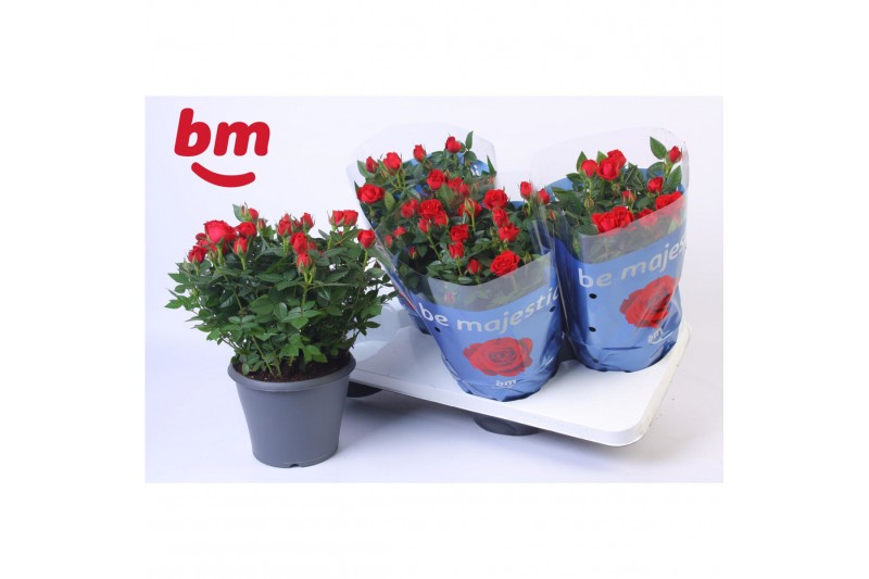 Rosa hot jewel rood + patio 
