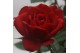Rosa hot jewel rood + patio 