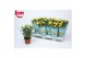 Rosa beau monde amazing jewel geel 