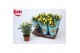 Rosa beau monde amazing jewel geel 