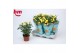 Rosa beau monde amazing jewel geel 