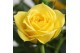 Rosa beau monde amazing jewel geel 