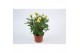 Rosa beau monde amazing jewel geel 