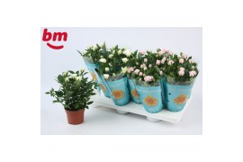 Rosa beau monde licht roze gemengd wit -  licht roze