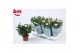 Rosa beau monde licht roze gemengd wit -  licht roze 