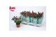 Rosa beau monde purple jewel paars 
