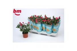 Rosa beau monde purple jewel paars