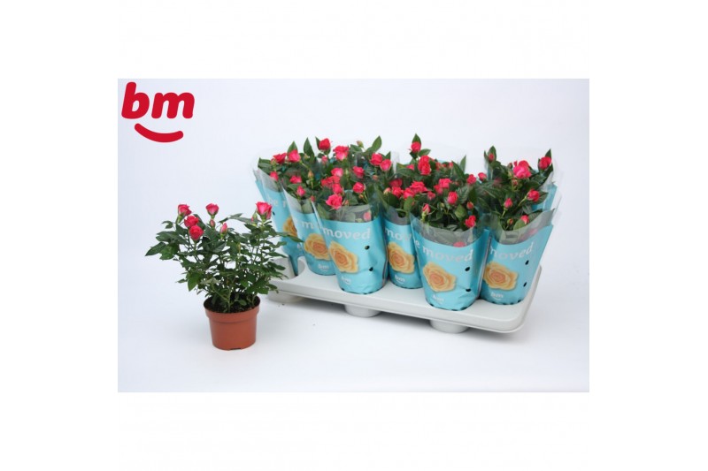 Rosa beau monde purple jewel paars 