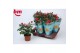 Rosa beau monde purple jewel paars 