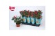 Rosa beau monde purple jewel paars 