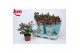 Rosa beau monde purple jewel paars 