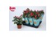 Rosa beau monde purple jewel paars 