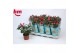 Rosa beau monde purple jewel paars 
