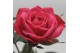 Rosa beau monde purple jewel paars 