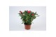 Rosa beau monde purple jewel paars 