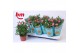 Rosa beau monde sparkling jewel roze 