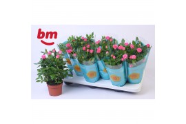 Rosa beau monde sparkling jewel roze
