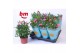 Rosa beau monde sparkling jewel roze 